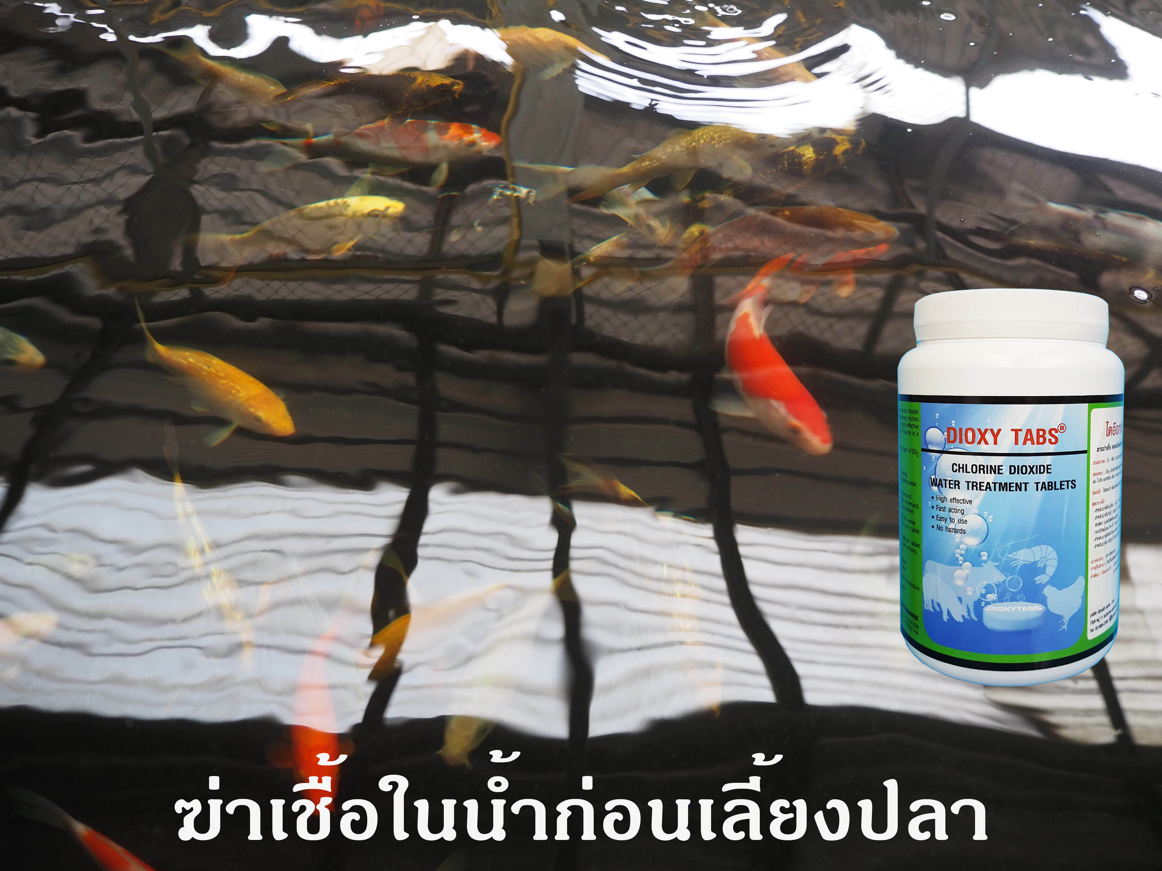 ใช้คลอรีนไดออกไซด์ฆ่าเชื้อโรคในน้ำก่อนเลี้ยงปลา